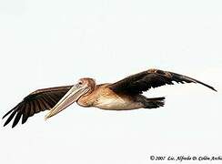 Brown Pelican