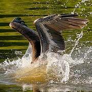 Brown Pelican