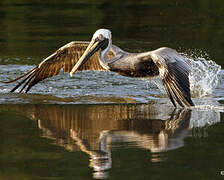 Brown Pelican