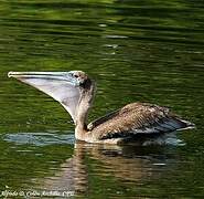 Brown Pelican