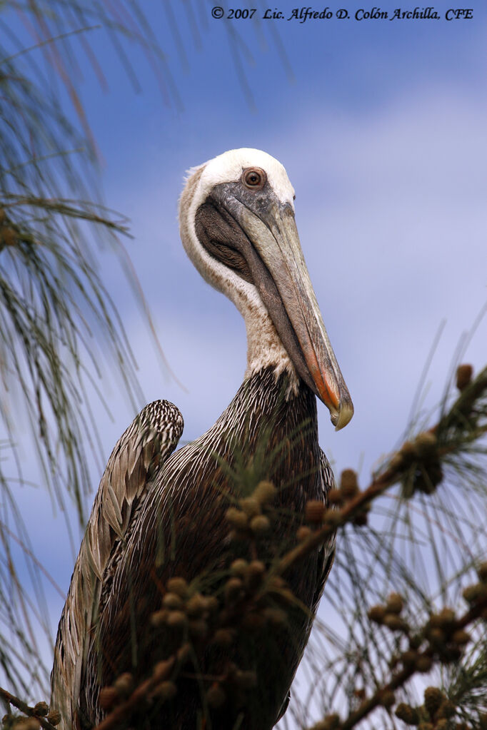 Brown Pelican