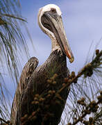 Brown Pelican