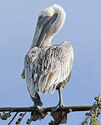 Brown Pelican