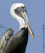 Brown Pelican