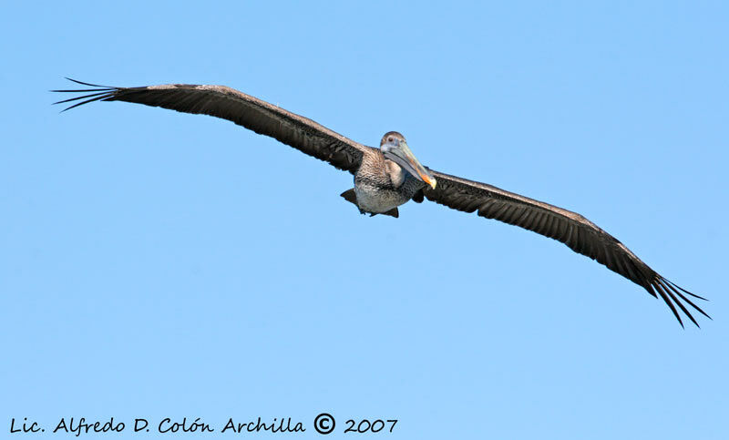 Brown Pelican