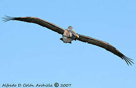 Brown Pelican