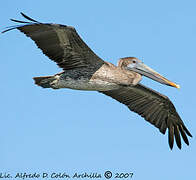 Brown Pelican