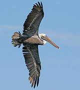 Brown Pelican