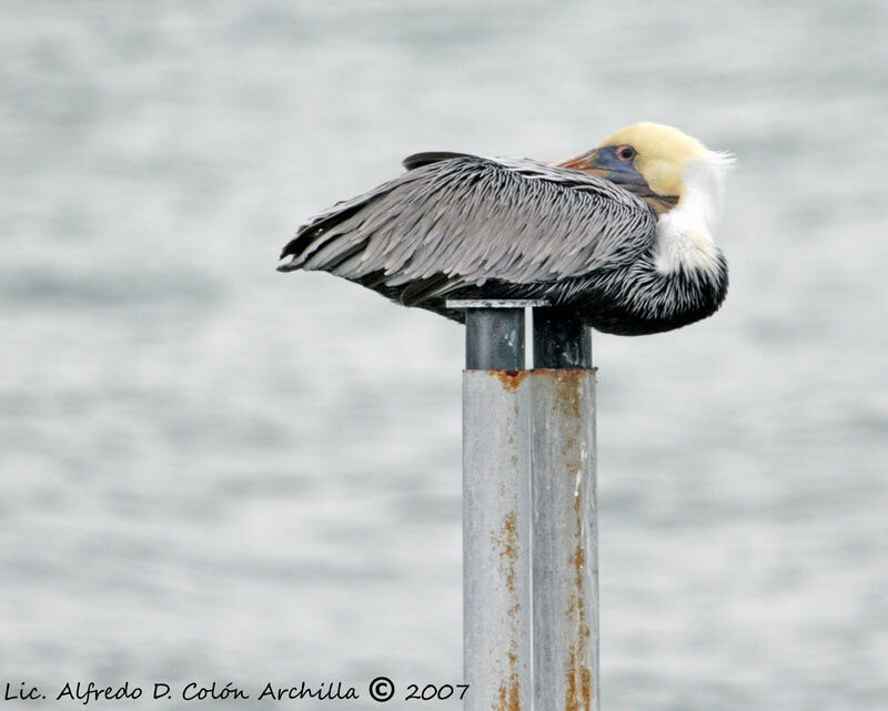 Brown Pelican