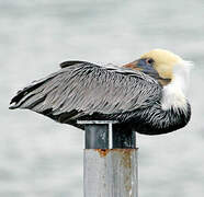 Brown Pelican