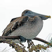 Brown Pelican