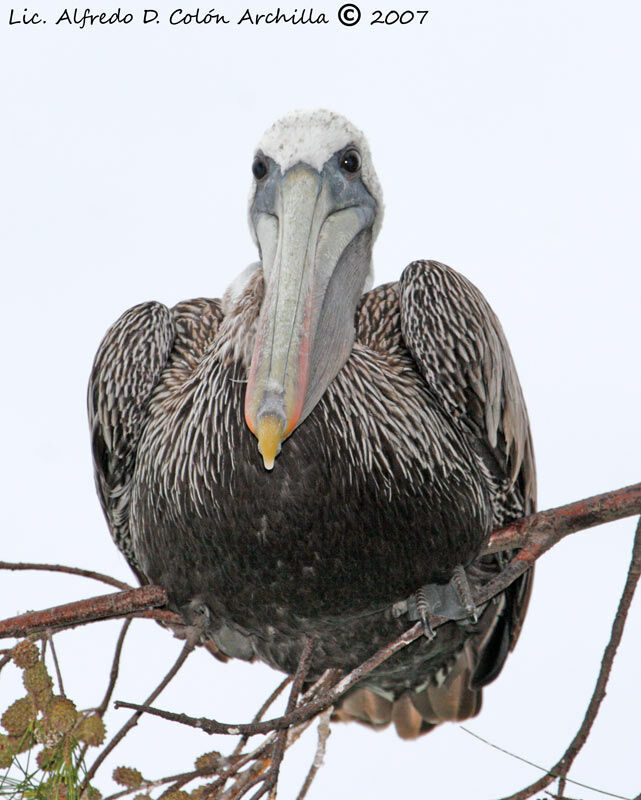 Brown Pelican