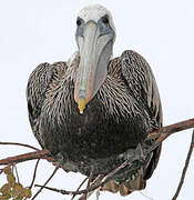 Brown Pelican