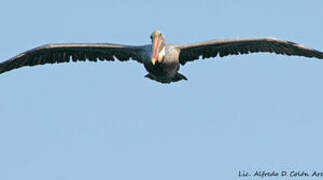 Brown Pelican