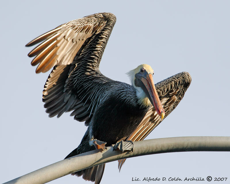 Brown Pelican