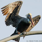 Brown Pelican