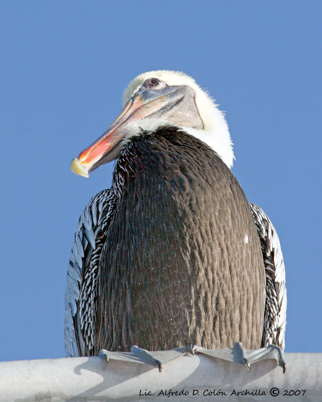 Pélican brun