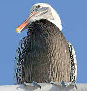 Brown Pelican