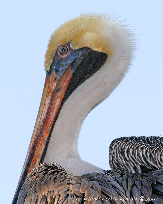 Brown Pelican