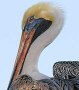 Brown Pelican