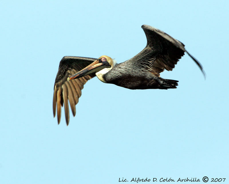 Brown Pelican