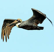 Brown Pelican