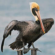 Brown Pelican