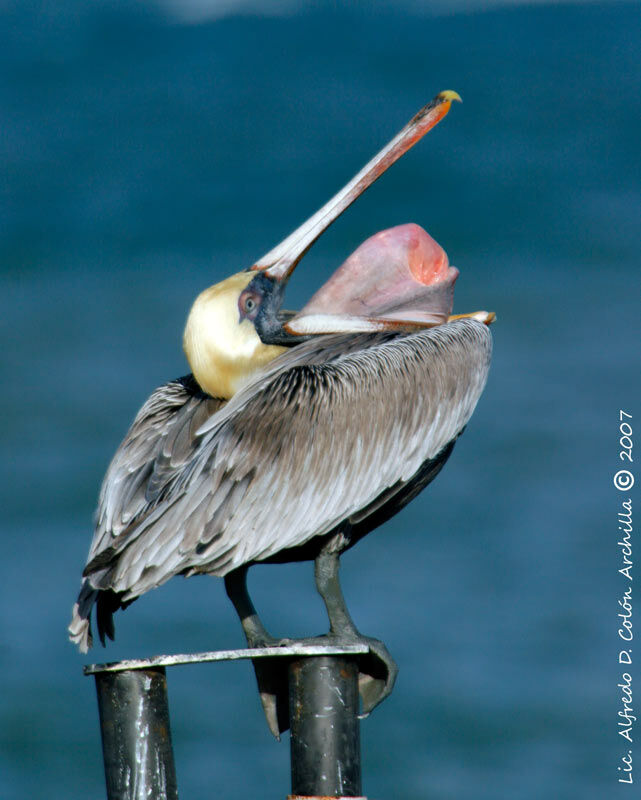 Brown Pelican