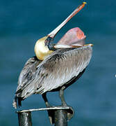 Brown Pelican