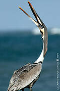 Brown Pelican