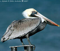 Brown Pelican