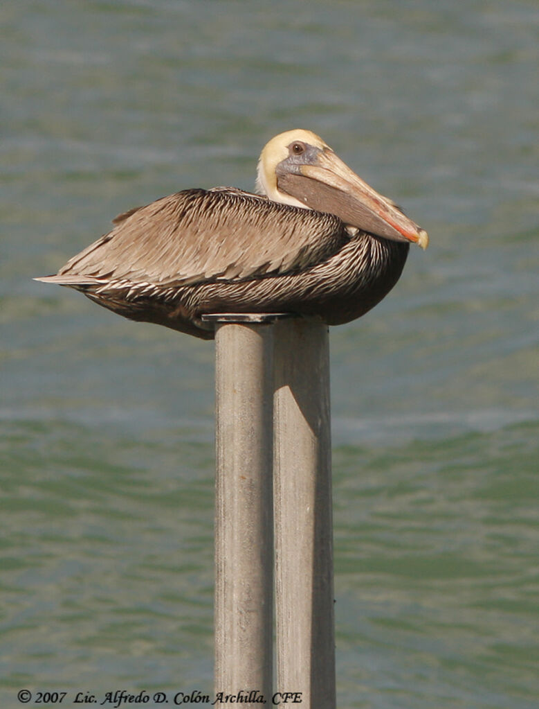 Pélican brun