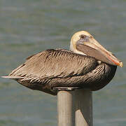 Brown Pelican