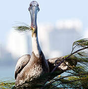 Brown Pelican