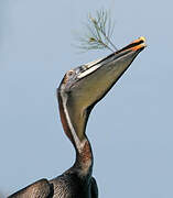 Brown Pelican