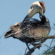 Brown Pelican