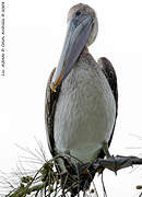 Brown Pelican