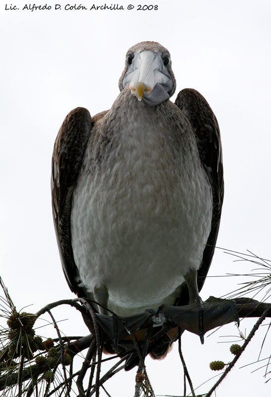 Pélican brunimmature