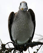 Brown Pelican