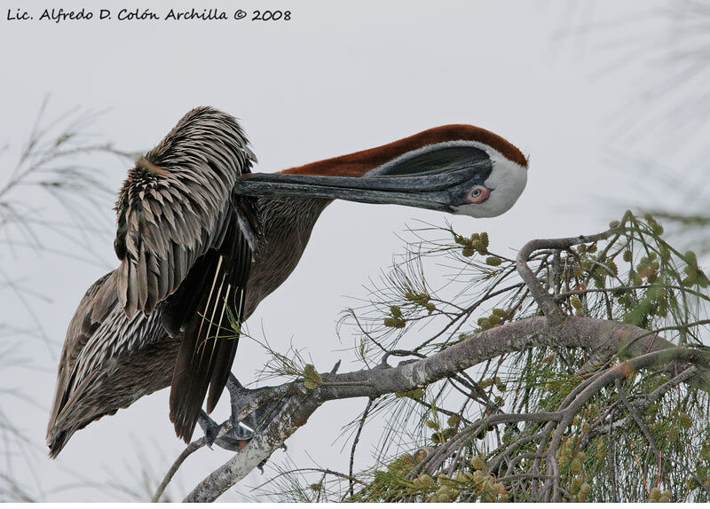 Brown Pelican