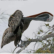 Brown Pelican