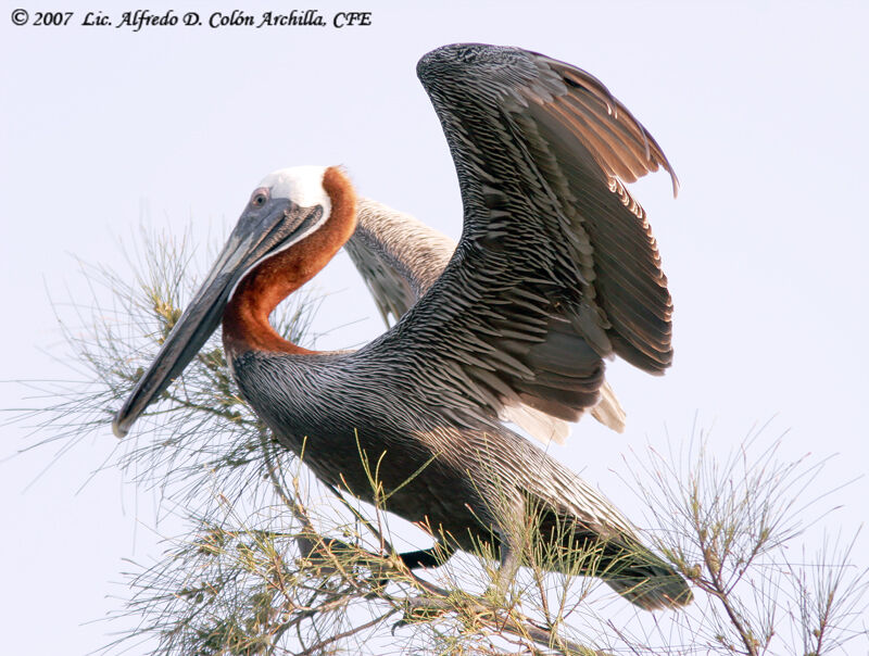 Brown Pelican