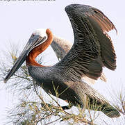 Brown Pelican