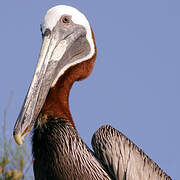 Brown Pelican