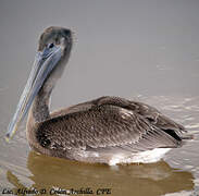 Brown Pelican