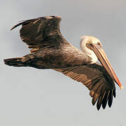 Brown Pelican