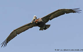 Brown Pelican