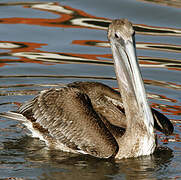 Brown Pelican