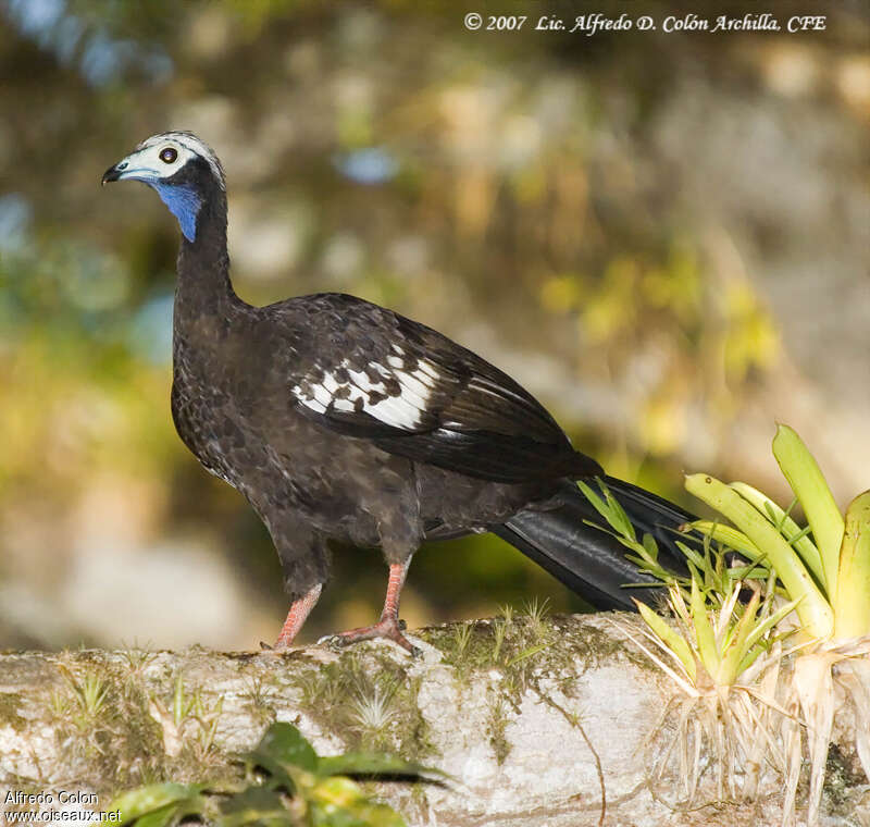 Pénélope siffleuseadulte, identification