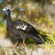 Trinidad Piping Guan